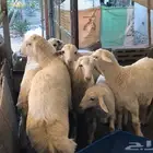 خرفان حري للبيع
