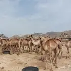 قعدان حشو حمر