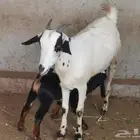 عنز معها تيس