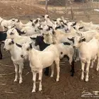 تيوس بيشية بلدية عدد 21