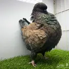 ذكر مودينا ارجنت F1