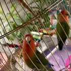 جده حي الريان