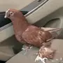 فرد انثى اوبزك 