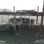 طليان حريه للبيع للمناسبات والزوجات