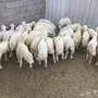 طليان ورخال العدد 44 الحد 340