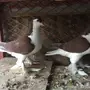 طبتين شيرازي 