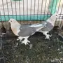 حمام تركي
