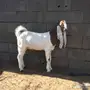تيس هولندي حجازي