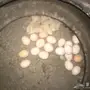 دجاج بلدي وديك بولش للبيع 
