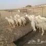 طليان حريه تربيه