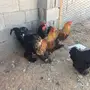 براهما اسود