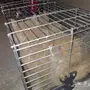 للبيع 3قطط اثنين ذكر واحد انثى 