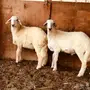 طليان شحم ولحم وعلى الشرط
