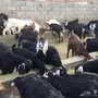 معزاء للبيع