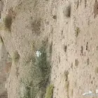 خرسان أبيض للبيع