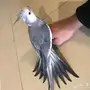 كروان هولندي للبيع ذكر منتج واليف شرط 