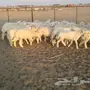 طليان حريه