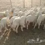 طليان حريه