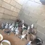حمام 