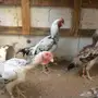 دجاج 
