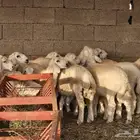 Heri lambs