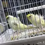 جوز هوقو مستوا ولون مميز