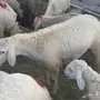 طليان للبيع 