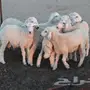 طليان حريه للبيع 