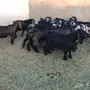 تيوس