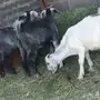 تيوس للبيع