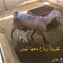 نجران - ماعز مواصفاتها حسب