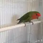 أنثى روز جاهزه 