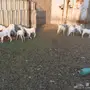 تيوس وجفار لبنيه 