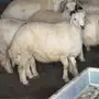 بهم اعماره 5 اشهور سمان 
