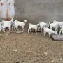 تيوس وجفار 