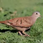 يمام مكسيكي جملة