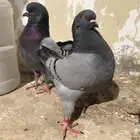 (تم البيع ) كنق حجم سوبرسوبر جانبو بلوبار