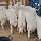 ذبيحة برية ذبائح تمايم مناسبات توصيل ل شاليه استراحه مخيم