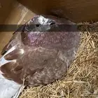 للبيع جوز فرش منتج مكينه تحته بيض ومعه فرخ