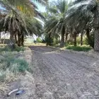 مز ر ع ه ا ي ج ا ر