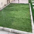 ثيل نجيله عشب طبيعي