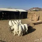 خرفان للبيع