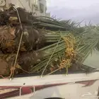 نخل خلاص مثمر