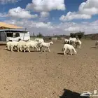 طليان جبر ولباني مع السلخ ولتوصيل