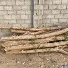 قوعد بزرومي