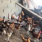 دجاج بلدي