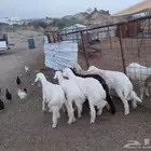 طليان للبيع عدد 5
