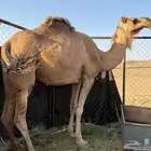 ناقة لقحه عطراء