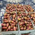 خرفه اليوم برني بيشه