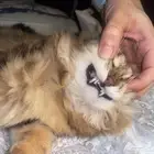 قطوة للتبني العمر 8-9 ماتطعمت لسا